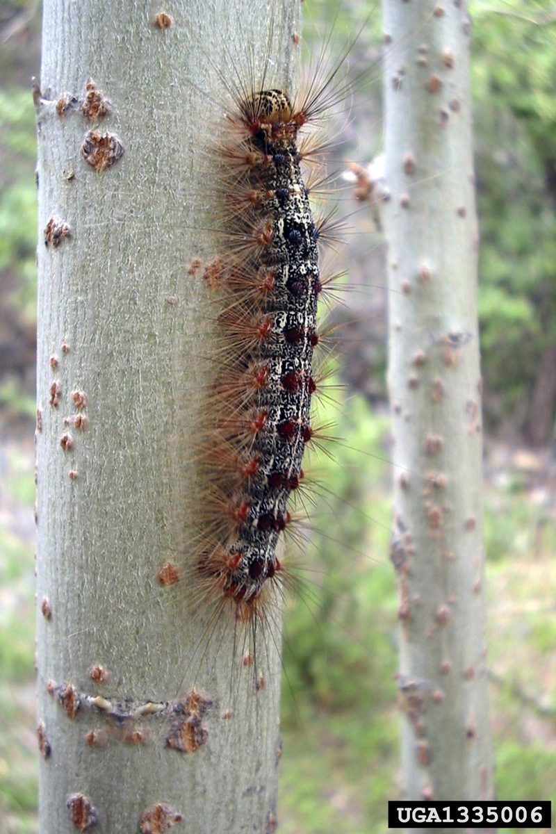 Gypsy Moth (Lymantria dispar)  caterpillars {!--매미나방 유충-->; DISPLAY FULL IMAGE.