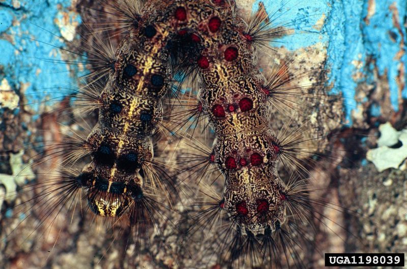 Gypsy Moth (Lymantria dispar) caterpillar {!--매미나방 유충-->; DISPLAY FULL IMAGE.