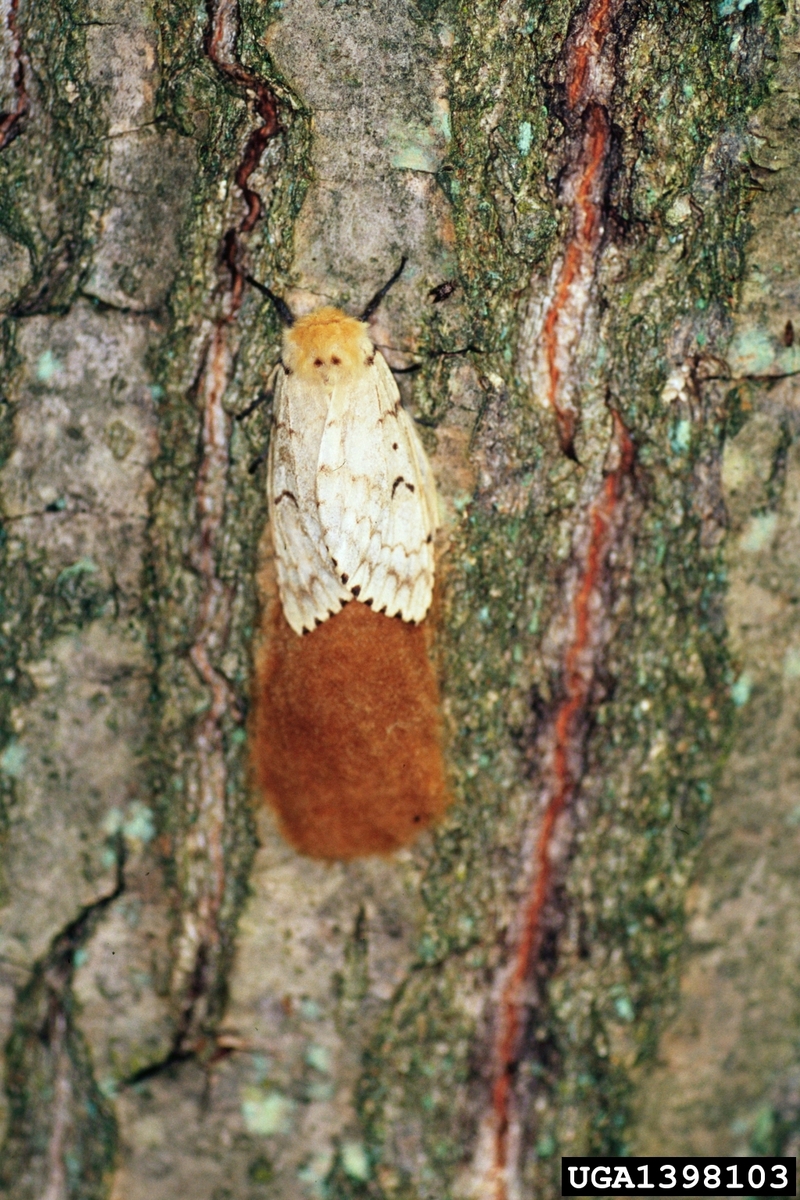 Gypsy Moth (Lymantria dispar)  {!--매미나방-->; DISPLAY FULL IMAGE.