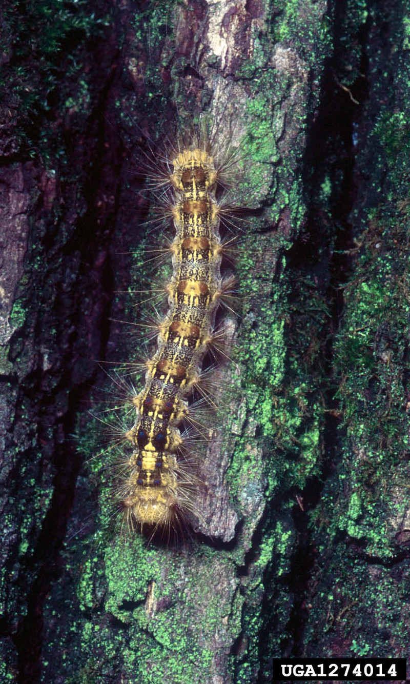 Gypsy Moth (Lymantria dispar)  caterpillar {!--매미나방 유충-->; DISPLAY FULL IMAGE.