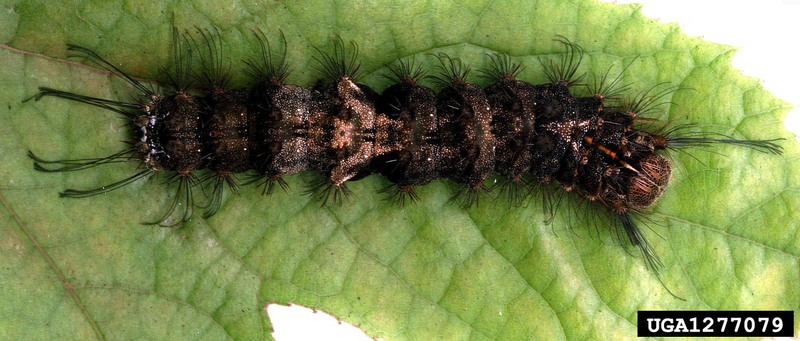 Rosy Gypsy Moth (Lymantria mathura)  caterpillar {!--붉은매미나방(갈참나무독나방) 유충-->; DISPLAY FULL IMAGE.