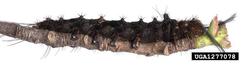 Rosy Gypsy Moth (Lymantria mathura)  caterpillar {!--붉은매미나방 유충-->; DISPLAY FULL IMAGE.