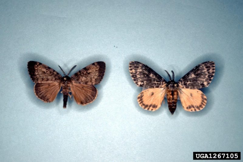Rosy Gypsy Moth (Lymantria mathura)  {!--붉은매미나방-->; DISPLAY FULL IMAGE.