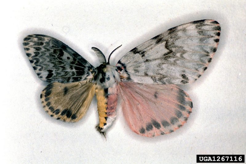 Rosy Gypsy Moth (Lymantria mathura)  {!--붉은매미나방-->; DISPLAY FULL IMAGE.