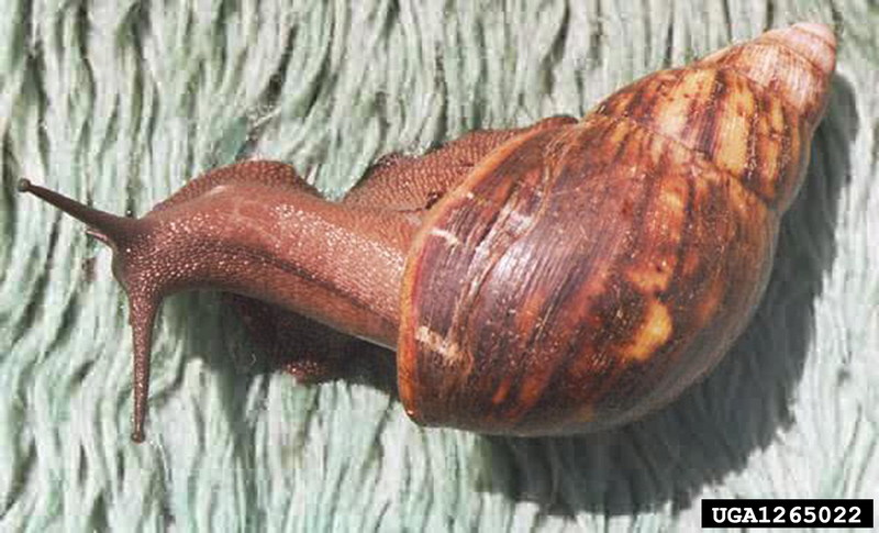 Giant West African Snail (Archachatina marginata) {!--아프리카왕달팽이-->; DISPLAY FULL IMAGE.
