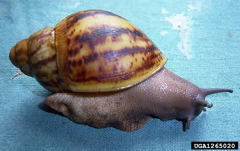 Giant West African Snail (Archachatina marginata) {!--아프리카왕달팽이-->; DISPLAY FULL IMAGE.