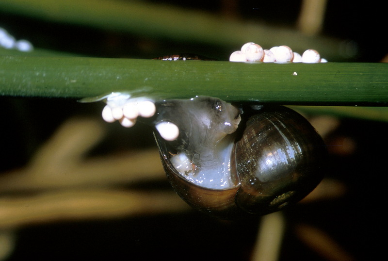 Apple Snail (Ampullariidae) {!--사과우렁이과-->; DISPLAY FULL IMAGE.