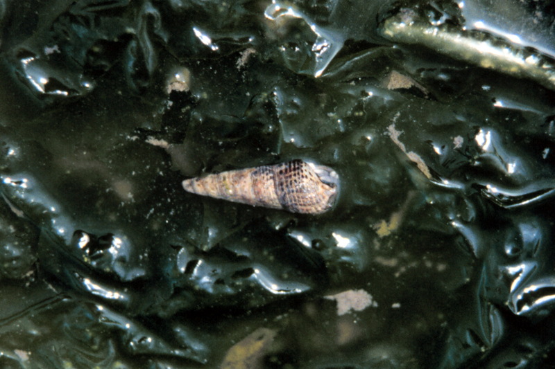 Mud Snail (Batillaria attramentaria) {!--갯고둥류-->; DISPLAY FULL IMAGE.