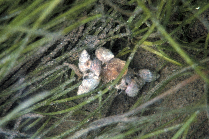 Nassa Snail (Nassarius fraterculus) {!--좁쌀무늬고둥류-->; DISPLAY FULL IMAGE.