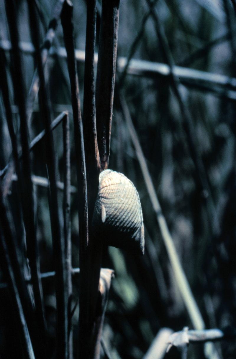 Marsh Periwinkle (Littorina irrorata) {!--총알고둥류-->; DISPLAY FULL IMAGE.