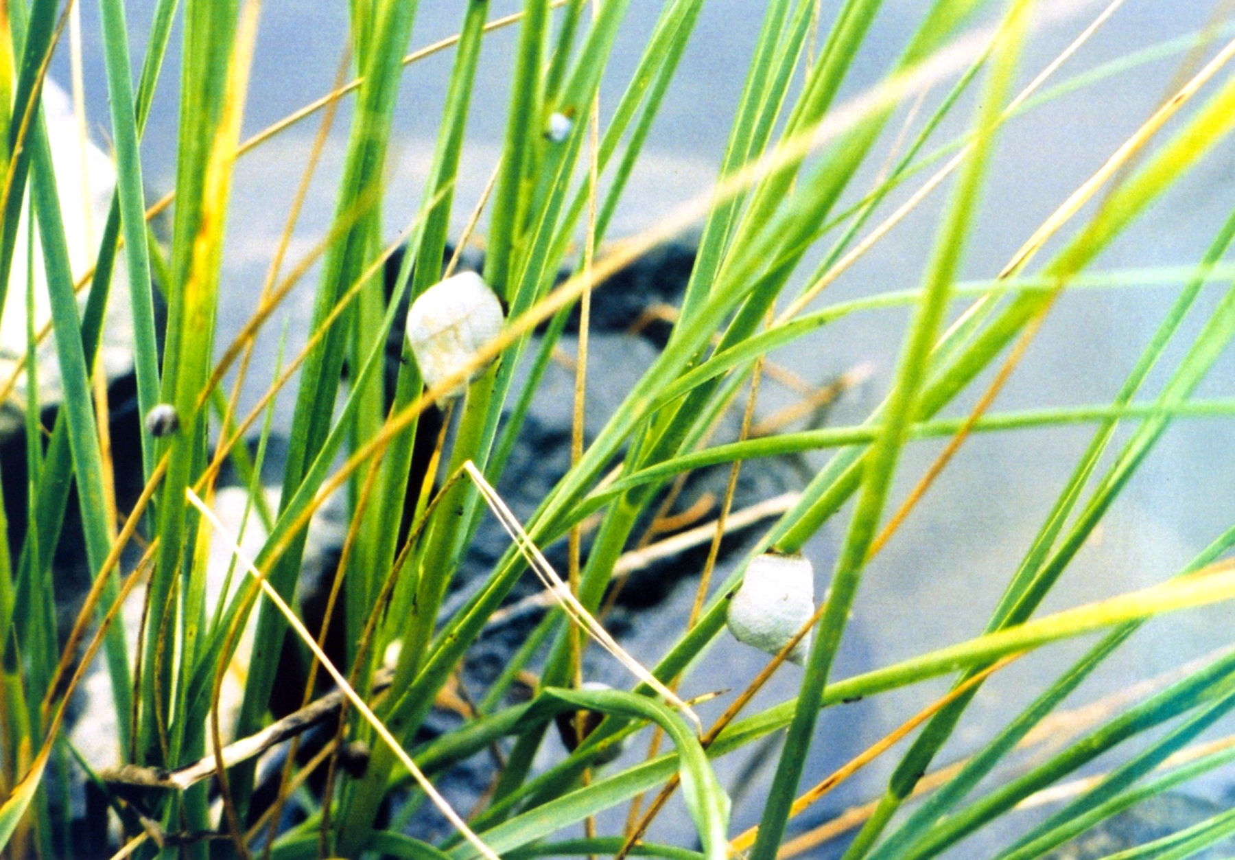 Marsh Periwinkle (Littorina littorina) {!--총알고둥류-->; Image ONLY