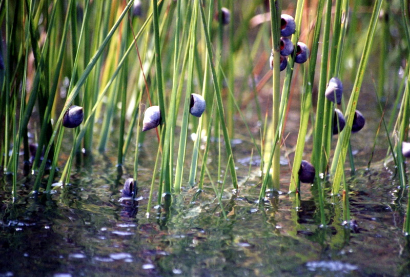 Marsh Periwinkle (Littorina littorina) {!--총알고둥류-->; DISPLAY FULL IMAGE.