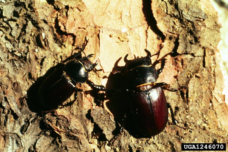Cottonwood Stag Beetle (Lucanus mazama) {!--미루나무애사슴벌레-->; DISPLAY FULL IMAGE.