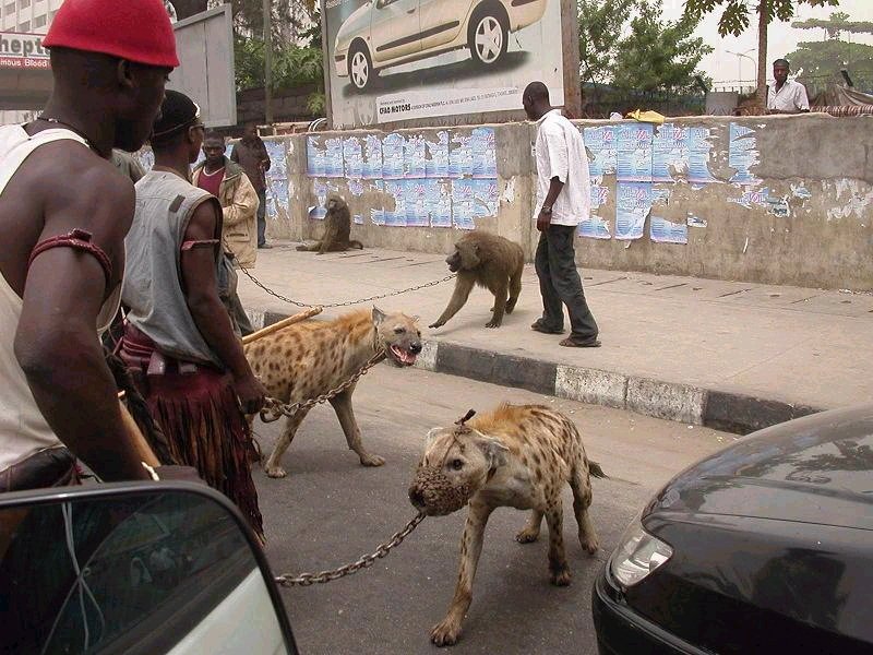 African pets; DISPLAY FULL IMAGE.