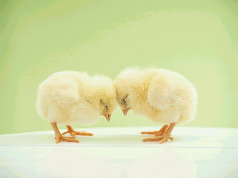 Hello chicks; DISPLAY FULL IMAGE.