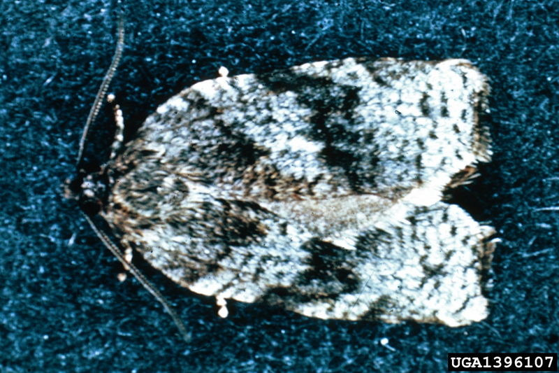Large Aspen Tortrix (Choristoneura conflictana) {!--잎말이나방과(Tortricidae)-->; DISPLAY FULL IMAGE.