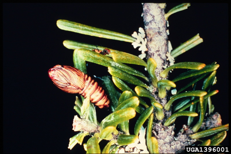 Spruce Budworm (Choristoneura fumiferana) {!--가문비나무잎말이나방-->; DISPLAY FULL IMAGE.