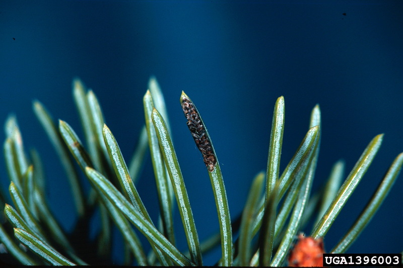 Spruce Budworm (Choristoneura fumiferana) {!--가문비나무잎말이나방-->; DISPLAY FULL IMAGE.
