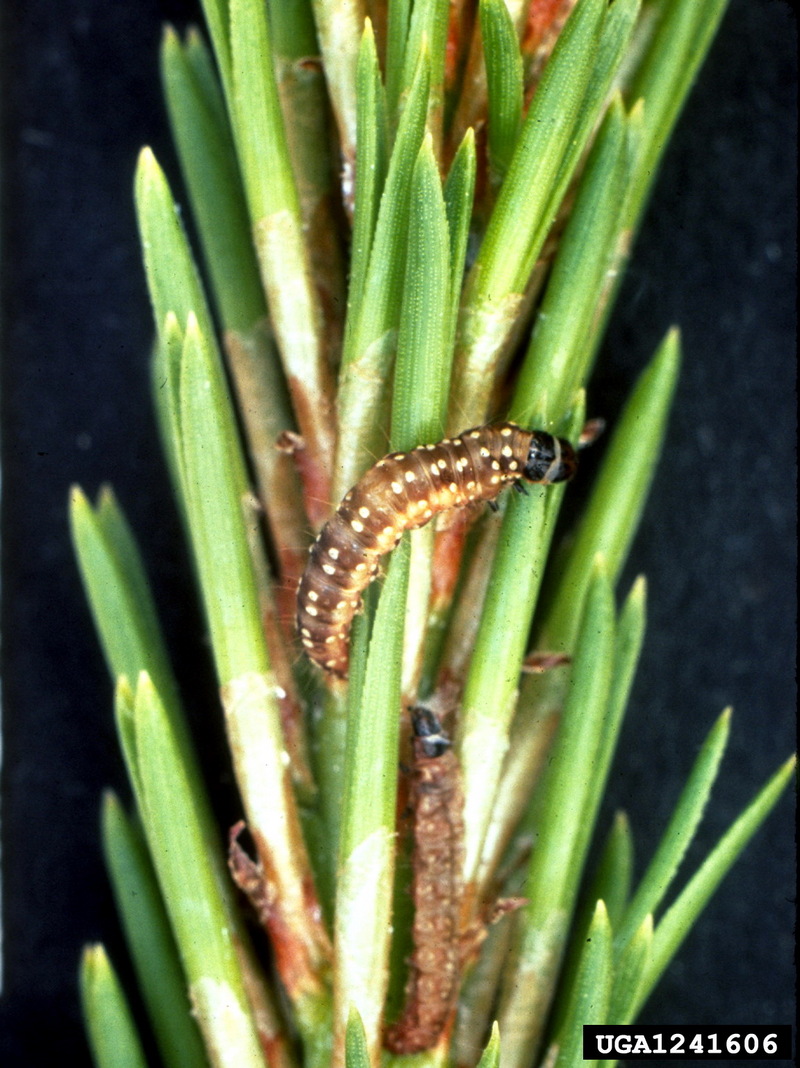 Sugar Pine Tortrix (Choristoneura lambertiana) {!--잎말이나방과-->; DISPLAY FULL IMAGE.