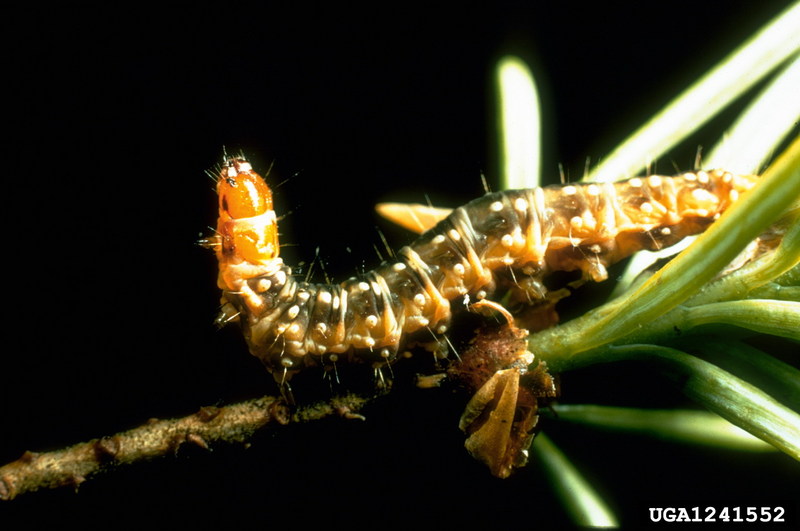Western Spruce Budworm (Choristoneura occidentalis) {!--서부가문비잎말이나방-->; DISPLAY FULL IMAGE.