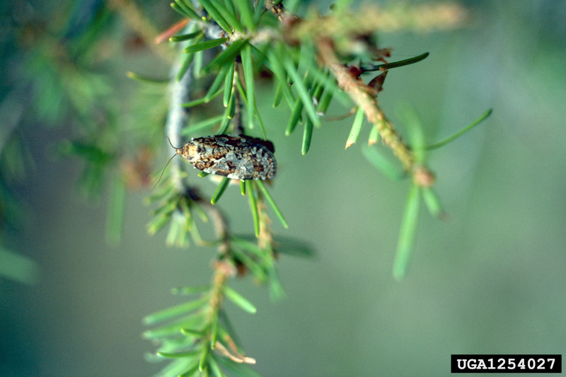 Western Spruce Budworm (Choristoneura occidentalis) {!--서부가문비잎말이나방-->; DISPLAY FULL IMAGE.