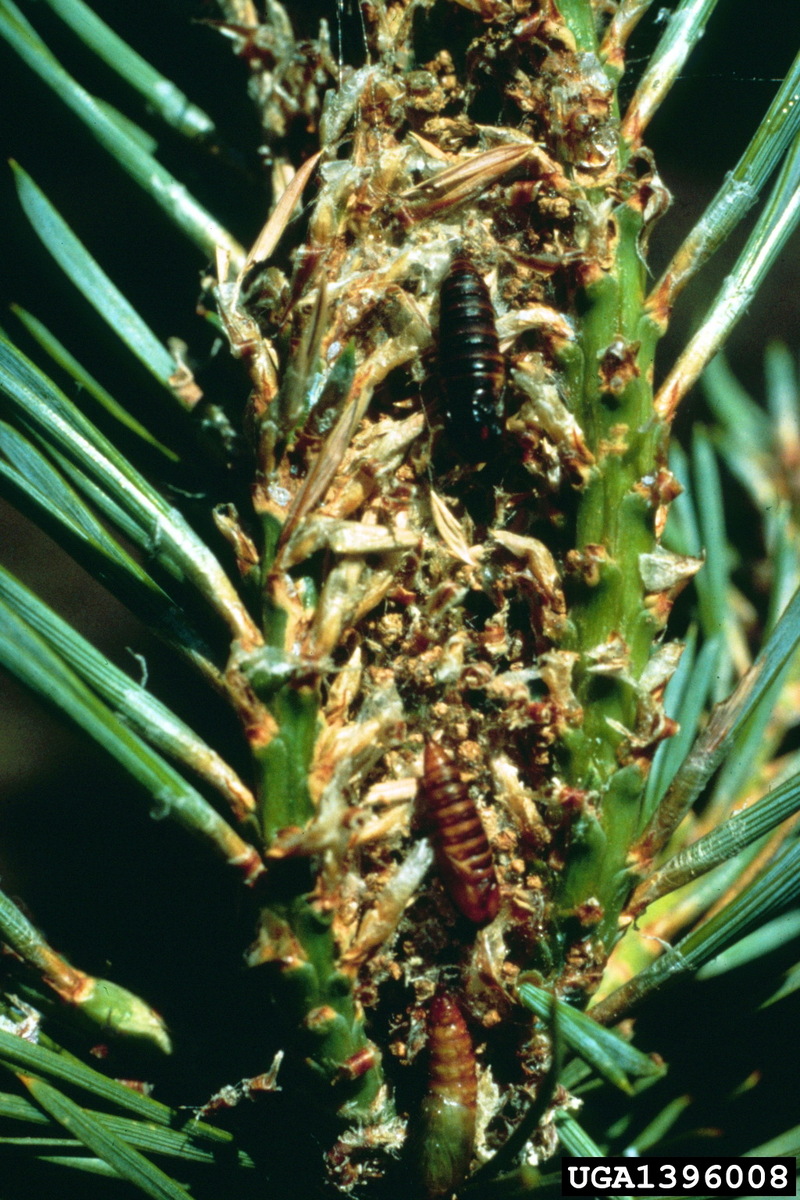 Jack pine budworm (Choristoneura pinus) {!--미국솔잎말이나방-->; DISPLAY FULL IMAGE.
