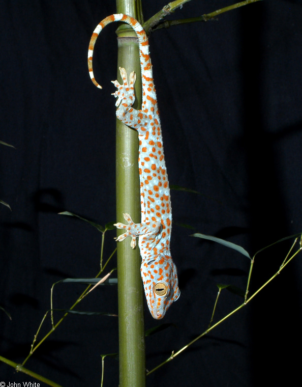 Tokay Gecko (Gekko gecko)100; Image ONLY