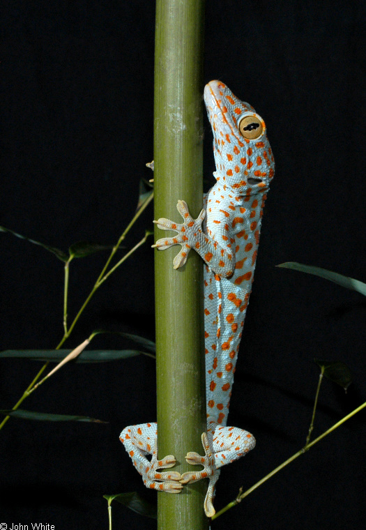 Tokay Gecko (Gekko gecko)102; Image ONLY