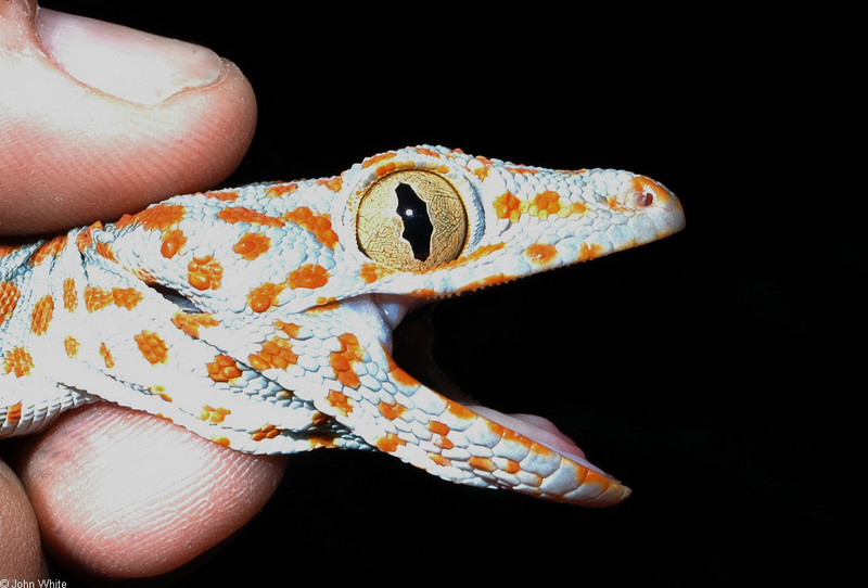 Tokay Gecko (Gekko gecko)103; DISPLAY FULL IMAGE.