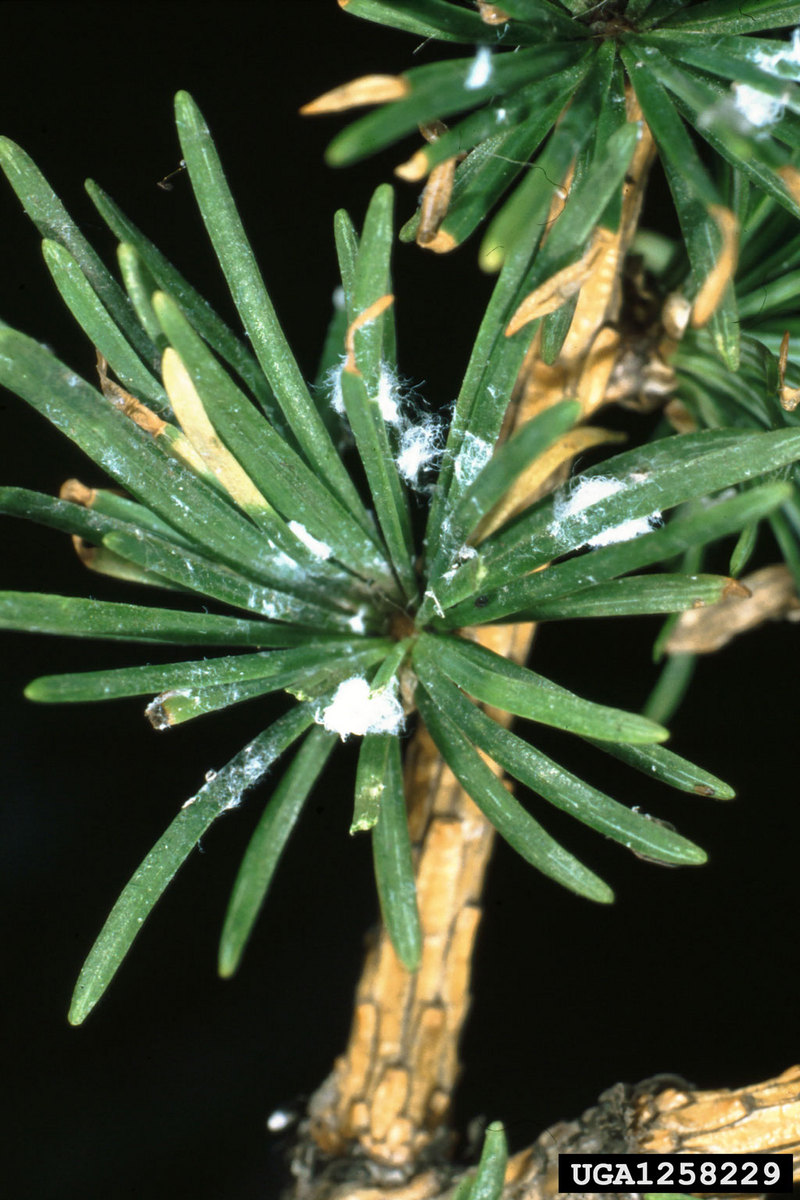 Blade Spruce Gall Adelgid (Adelges laricis) {!--낙엽송방울솜벌레-->; DISPLAY FULL IMAGE.