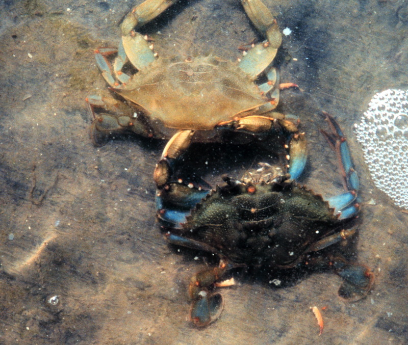 Blue Crab (Callinectes sapidus) {!--청꽃게(푸른꽃게)-->; DISPLAY FULL IMAGE.