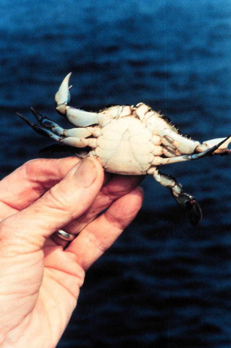 Blue Crab (Callinectes sapidus) {!--청꽃게(푸른꽃게)-->; DISPLAY FULL IMAGE.