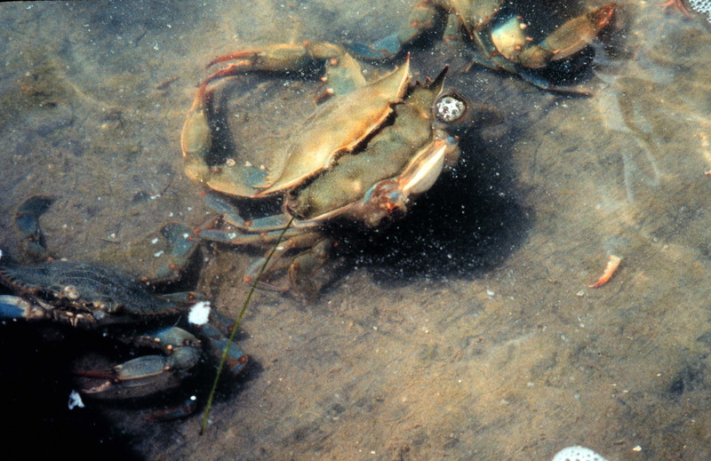 Blue Crab (Callinectes sapidus) {!--청꽃게(푸른꽃게)/탈피-->; DISPLAY FULL IMAGE.