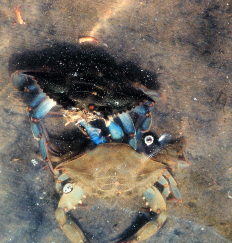 Blue Crab (Callinectes sapidus) {!--청꽃게(푸른꽃게)/탈피-->; DISPLAY FULL IMAGE.