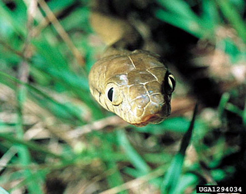 Brown Tree Snake (Boiga irregularis) {!--호주갈색나무뱀-->; DISPLAY FULL IMAGE.