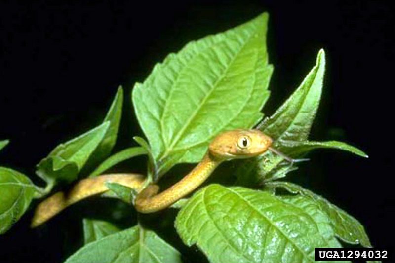 Brown Tree Snake (Boiga irregularis) {!--호주갈색나무뱀-->; DISPLAY FULL IMAGE.