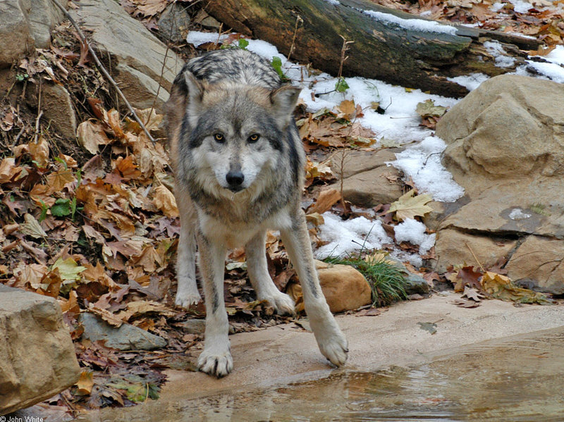 Mexican Wolf (Canis lupus baileyi)018; DISPLAY FULL IMAGE.