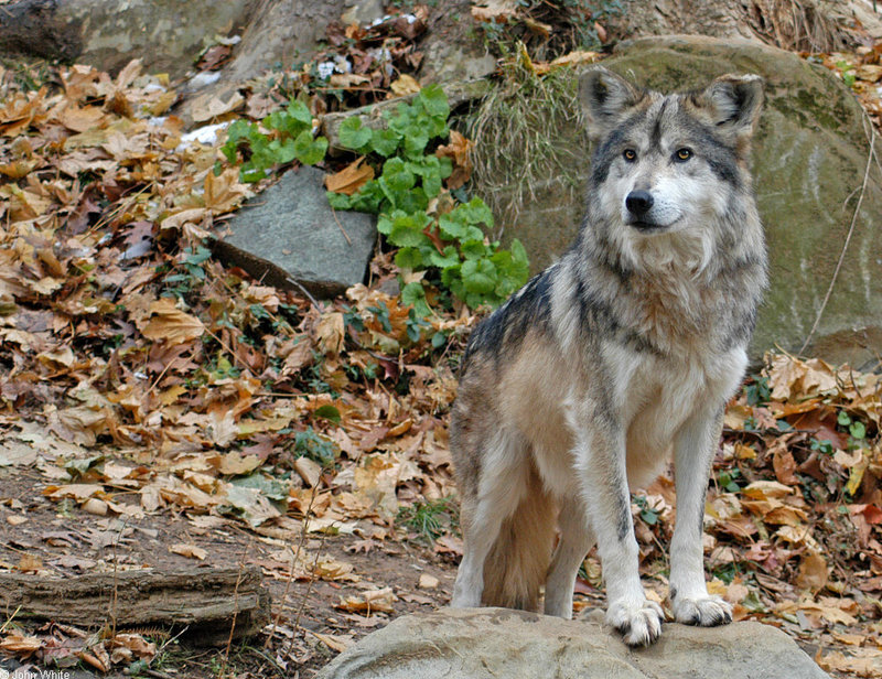 Mexican Wolf (Canis lupus baileyi)019; DISPLAY FULL IMAGE.