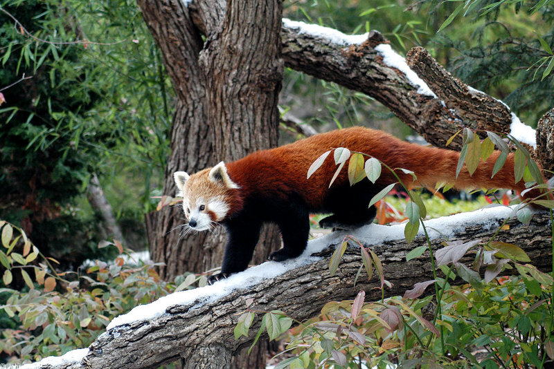 Red Panda (Ailurus fulgens); DISPLAY FULL IMAGE.