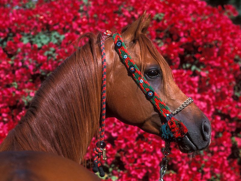 [Daily_Photos_CD4] Daily Photos, November 2005 : Arabian Stallion, Dubai; DISPLAY FULL IMAGE.