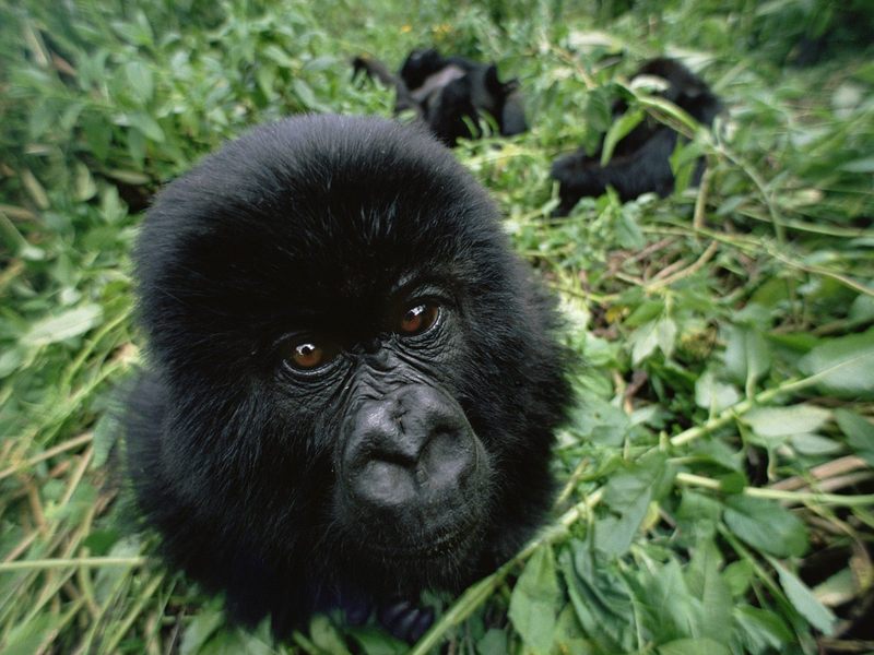 [Daily_Photos_CD4] Daily Photos, November 2005 : Baby Mountain Gorilla, Virunga Mountains, Rwanda; DISPLAY FULL IMAGE.