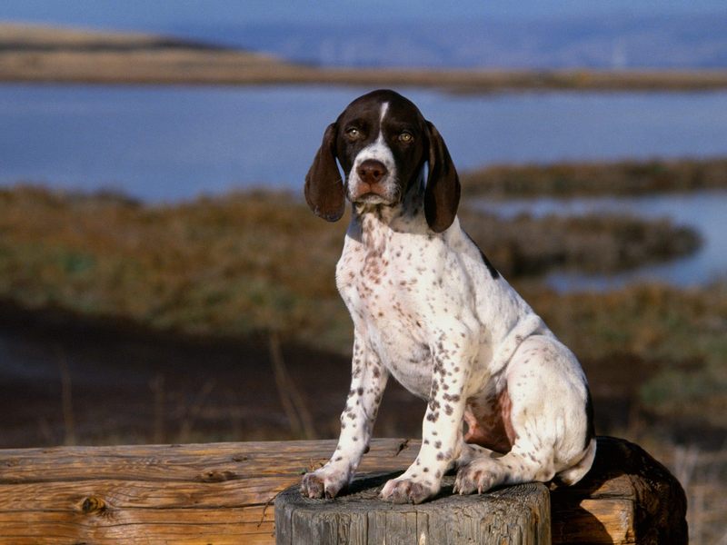[Daily_Photos_CD4] Daily Photos, November 2005 : Brown and White Pointer Puppy; DISPLAY FULL IMAGE.