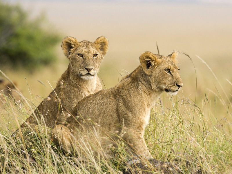 [Daily_Photos_CD4] Daily Photos, November 2005 : Female Lion Cubs, Masai Mara, Kenya, Africa; DISPLAY FULL IMAGE.