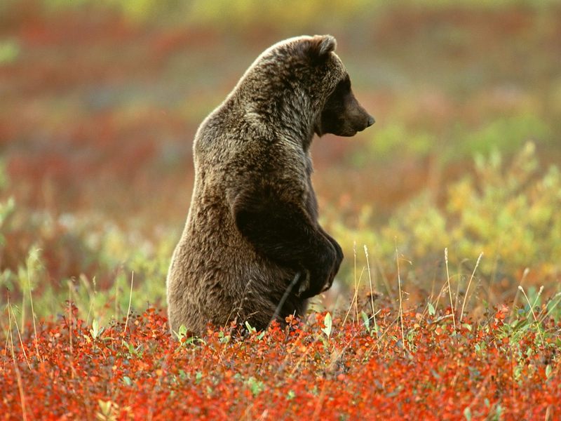 [Daily_Photos_CD4] Daily Photos, November 2005 : Grizzly Bear, Denali National Park, Alaska; DISPLAY FULL IMAGE.