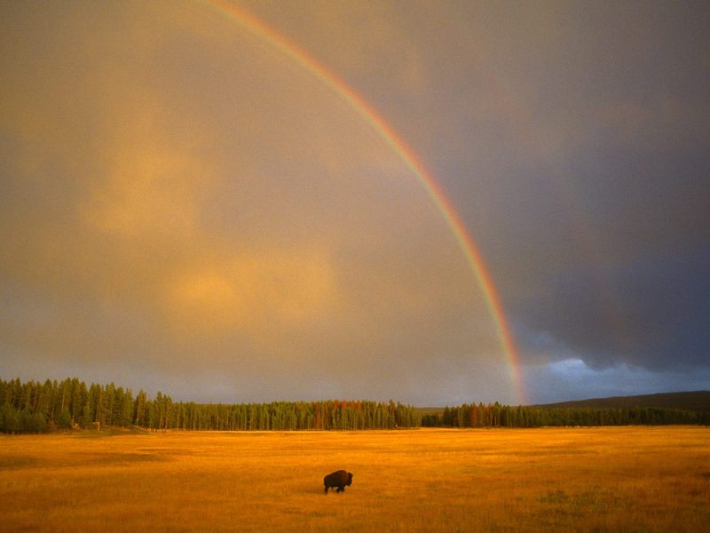 [Daily_Photos_CD4] Rainbow and Bison, Yellowstone National Park, Wyoming; DISPLAY FULL IMAGE.