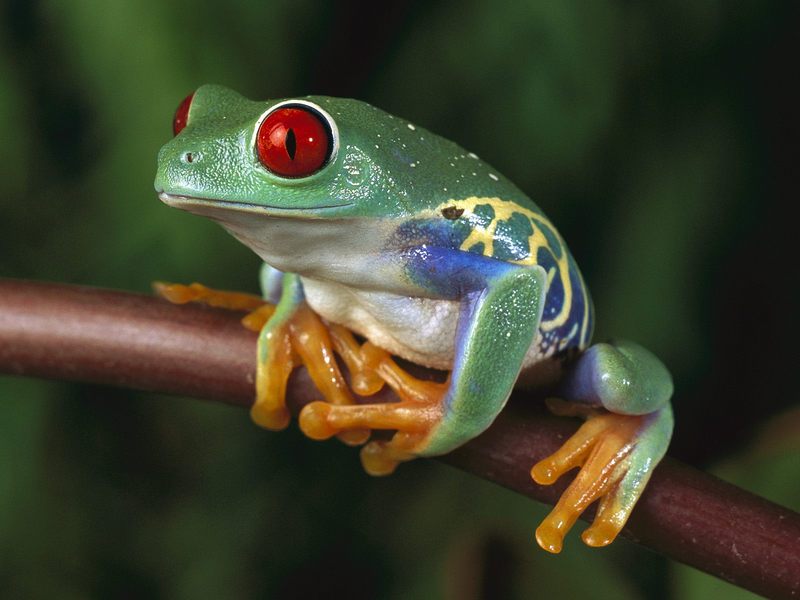 [Daily_Photos_CD4] Red-Eyed Treefrog, Central America; DISPLAY FULL IMAGE.