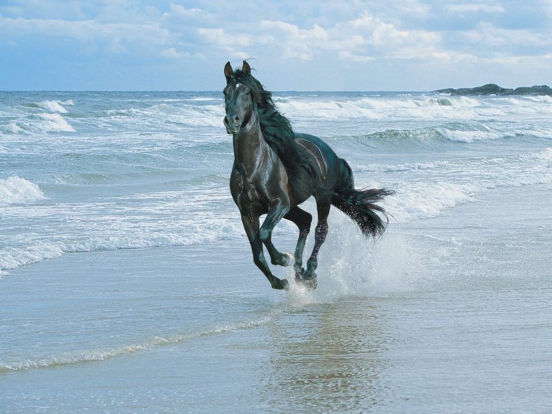 [Daily_Photos_CD4] Running With the Wind, Black Andalusian; DISPLAY FULL IMAGE.
