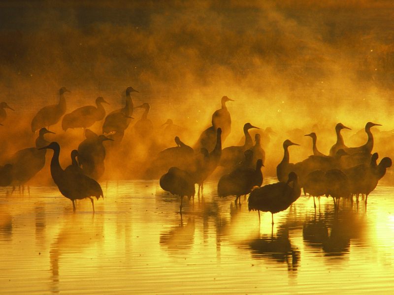 [Daily_Photos_CD4] Sandhill Cranes in Fog; DISPLAY FULL IMAGE.