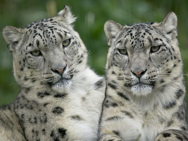 [Daily_Photos_CD4] Snow Leopard Pair; DISPLAY FULL IMAGE.