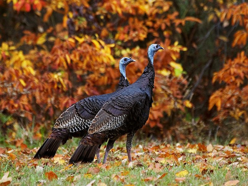 [Daily_Photos_CD4] Wild Turkeys in Autumn; DISPLAY FULL IMAGE.